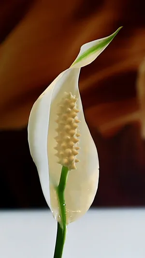 一只白掌花