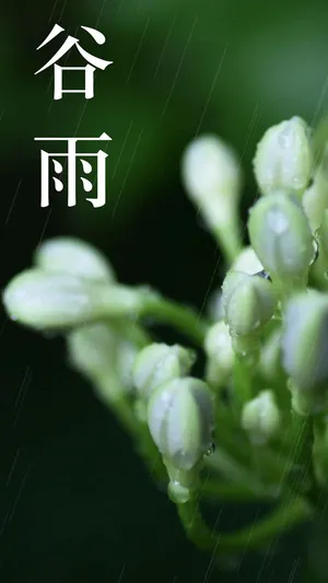 清新简约谷雨节气