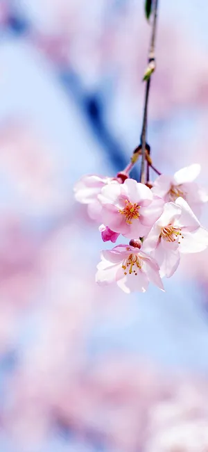 樱花浅语