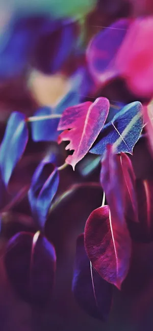 秋季叶花散景