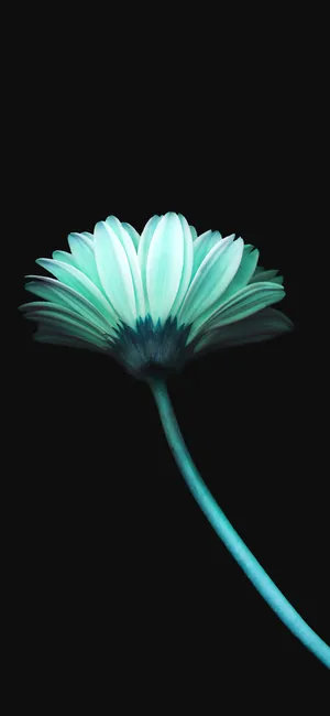 有感情的花