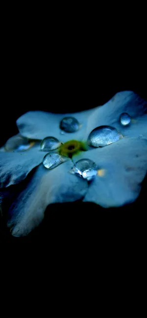 露珠花瓣