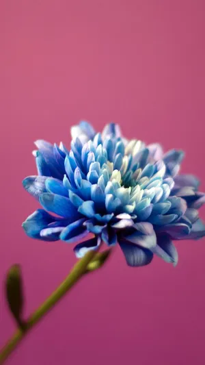 又是牡丹花开时