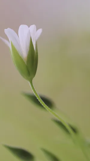 密花繁缕