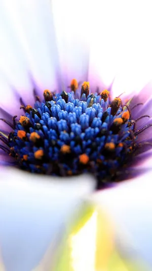 舒展的花瓣_1