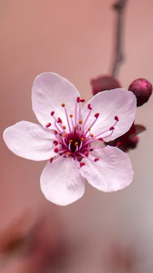 一朵桃花向阳开