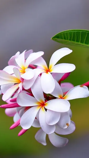 那一簇鸡蛋花_1