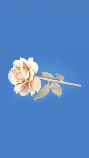 玫瑰花的花语