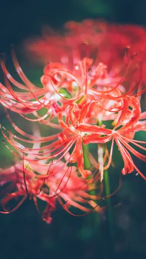 唯美的彼岸花
