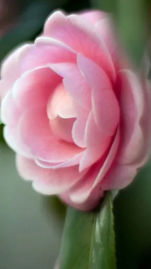 花中娇客茶花