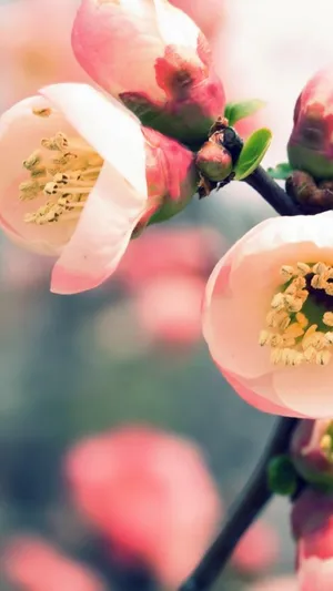 樱桃树枝花