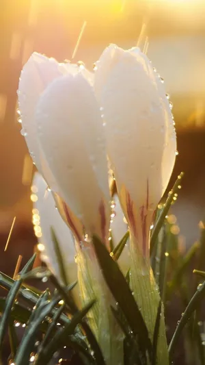 藏红花