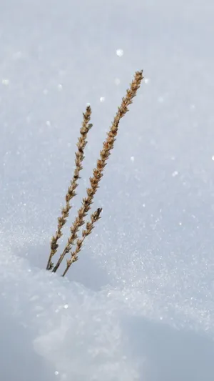 雪中的草