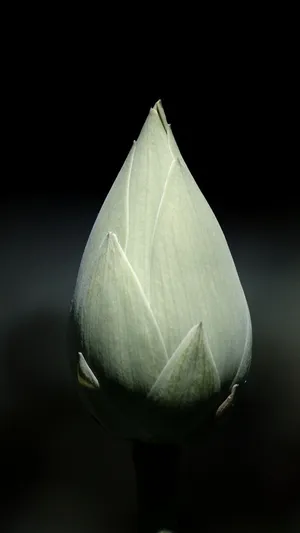 灰色郁金香第1张