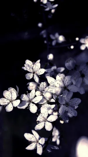 黑苹果树花