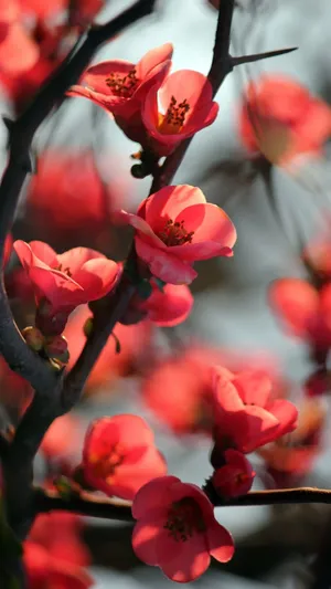 红色樱花