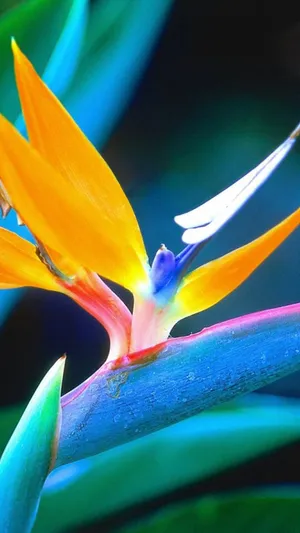 春天蓝色橙花植物