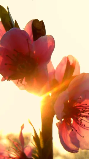 春花夕阳_1