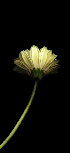 最小花黑色