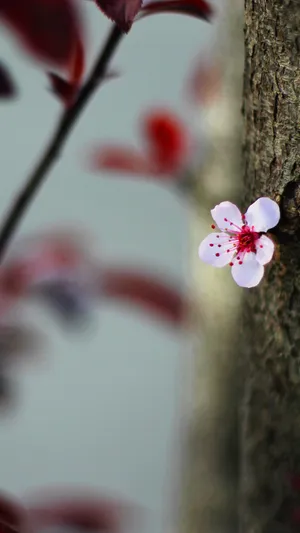 宏观樱花春景