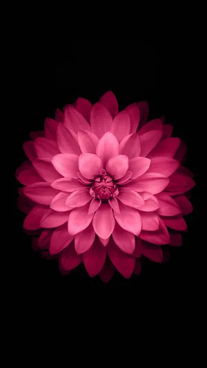 粉红莲花