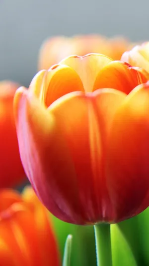 郁金香花蕊