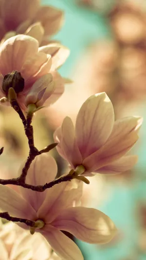 春花绽放