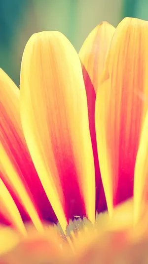 橙菊花花瓣