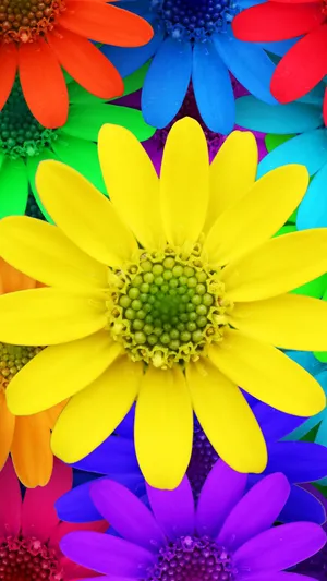 五颜六色的雏菊