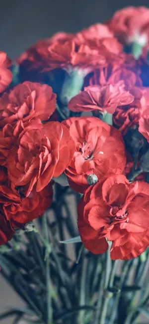 唯美暖色摄影的一束红花