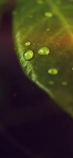 一株绿叶上的露珠微距摄影_1