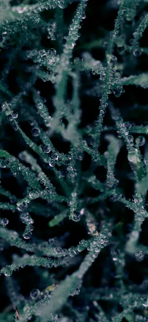 结霜的绿草微距抓拍高清第1张