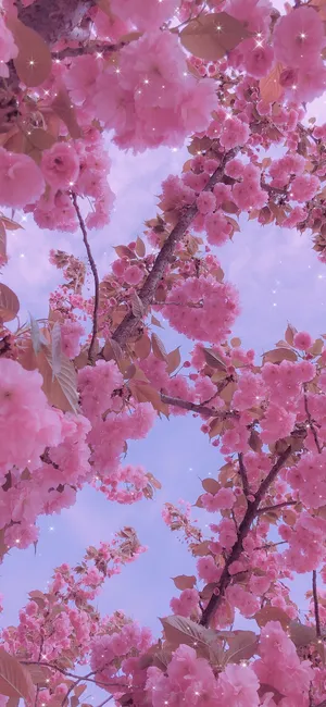 盛开的粉色梅花手机桌面壁纸_1