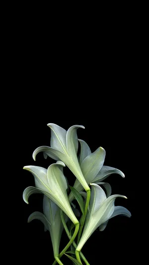 黑色背景前的百合花好看图片