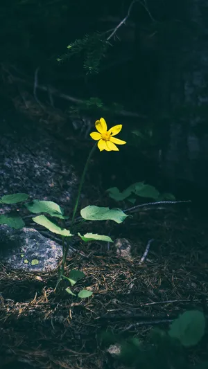 森林下的一朵野花
