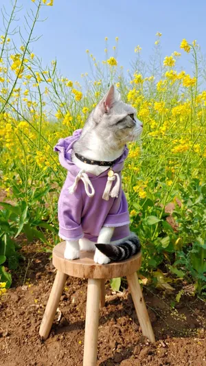 可爱的户外小猫咪_1
