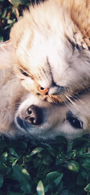 彼此依靠的狗狗和猫咪_1