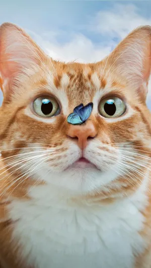 惊讶的可爱小猫咪_1