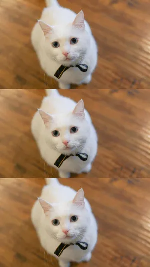 超级可爱淘气小猫咪_1