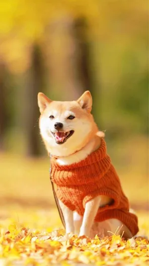 秋日里的可爱萌宠秋田犬