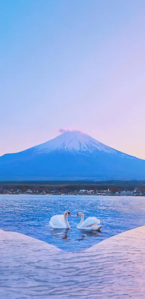 富士山下的美丽天鹅