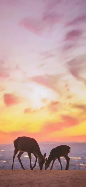 唯美夕阳下的鹿妈妈和小鹿