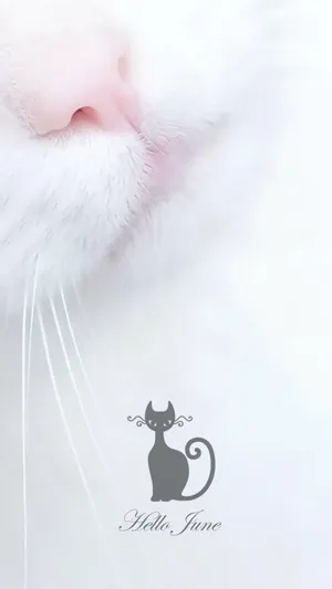猫咪就像六月的天_1