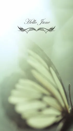 六月的蝴蝶
