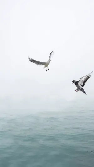 海鸥在翱翔