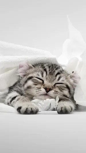 猫咪睡姿大合集