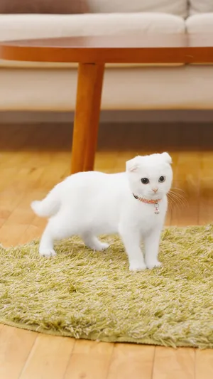 猫奴