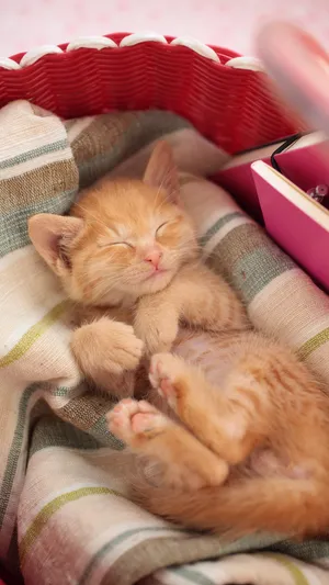 猫主子的日常睡姿