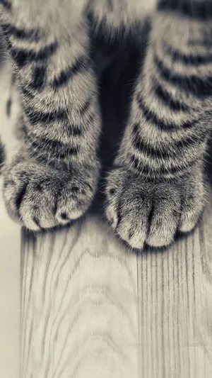 条纹小猫腿和木地板第1张