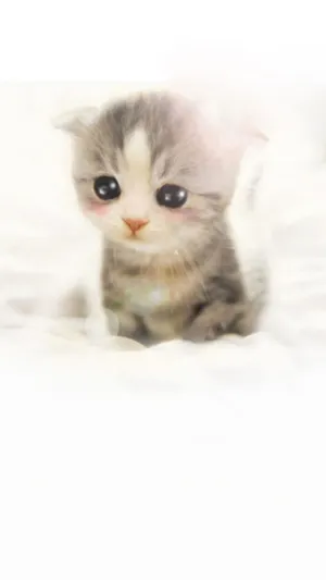 可爱的苏格兰折叠小猫第1张